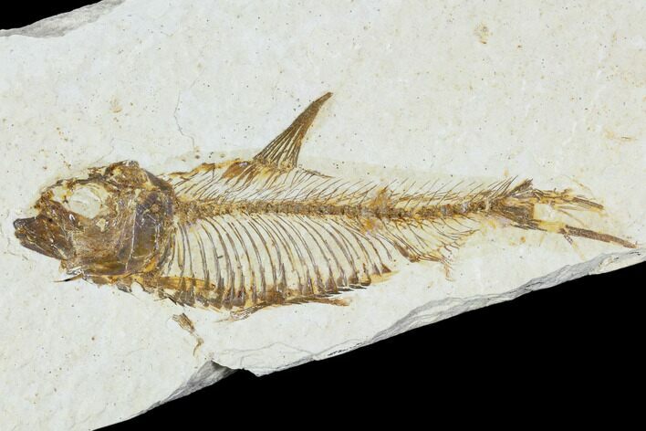 Bargain, Fossil Fish (Knightia) - Wyoming #104608